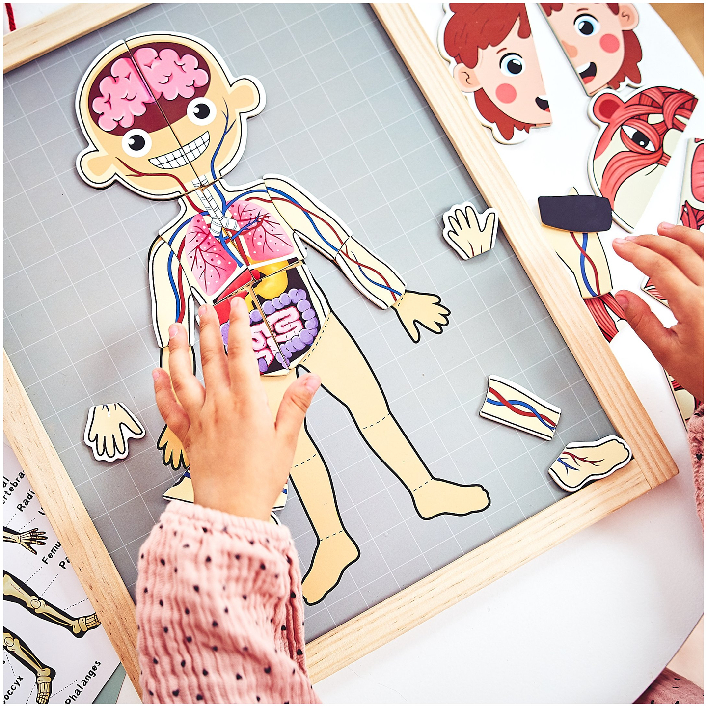 Puzzles magnétiques - Science de l'anatomie - Le corps humain