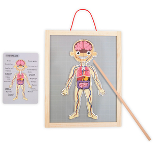 Puzzles magnétiques - Science de l'anatomie - Le corps humain
