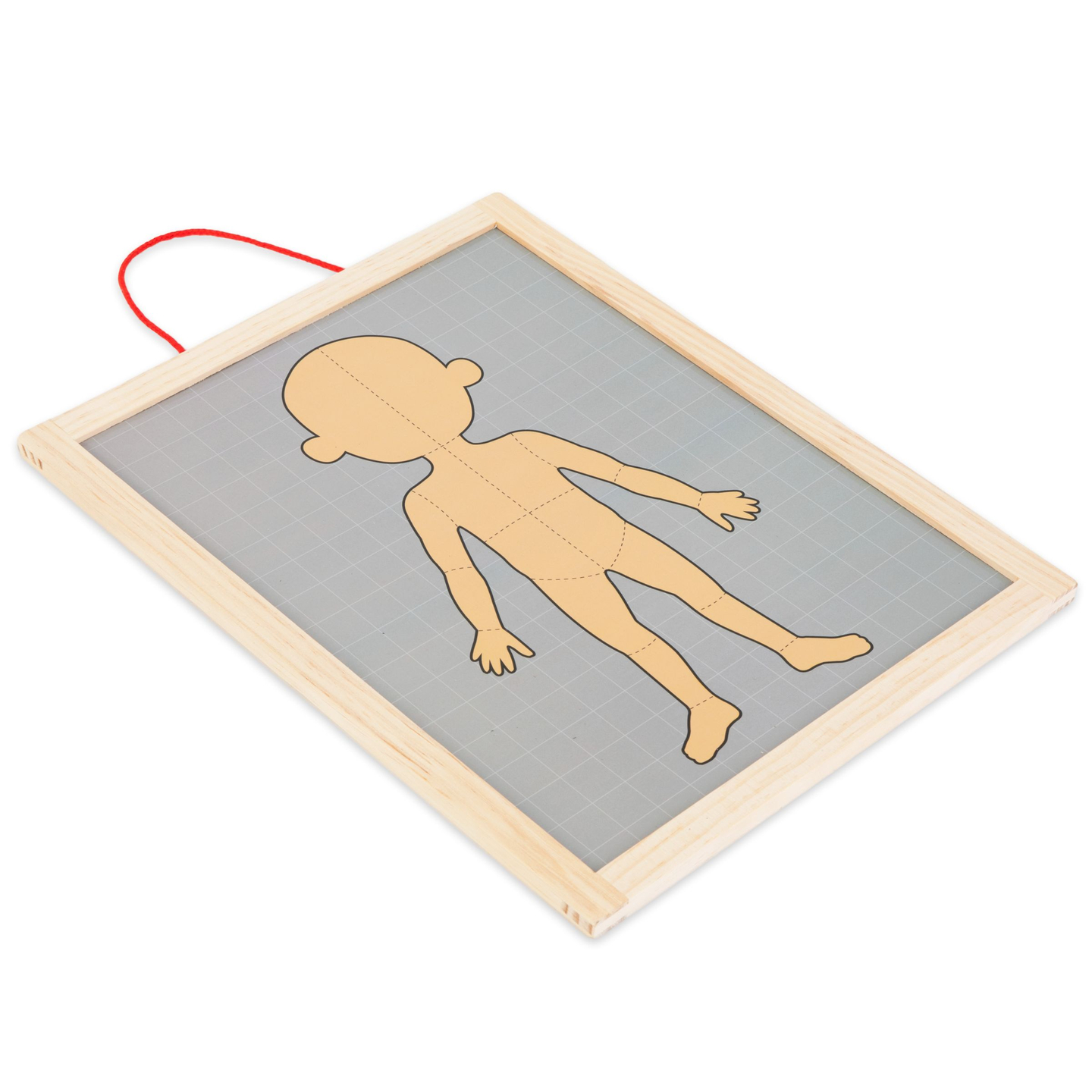 Puzzles magnétiques - Science de l'anatomie - Le corps humain