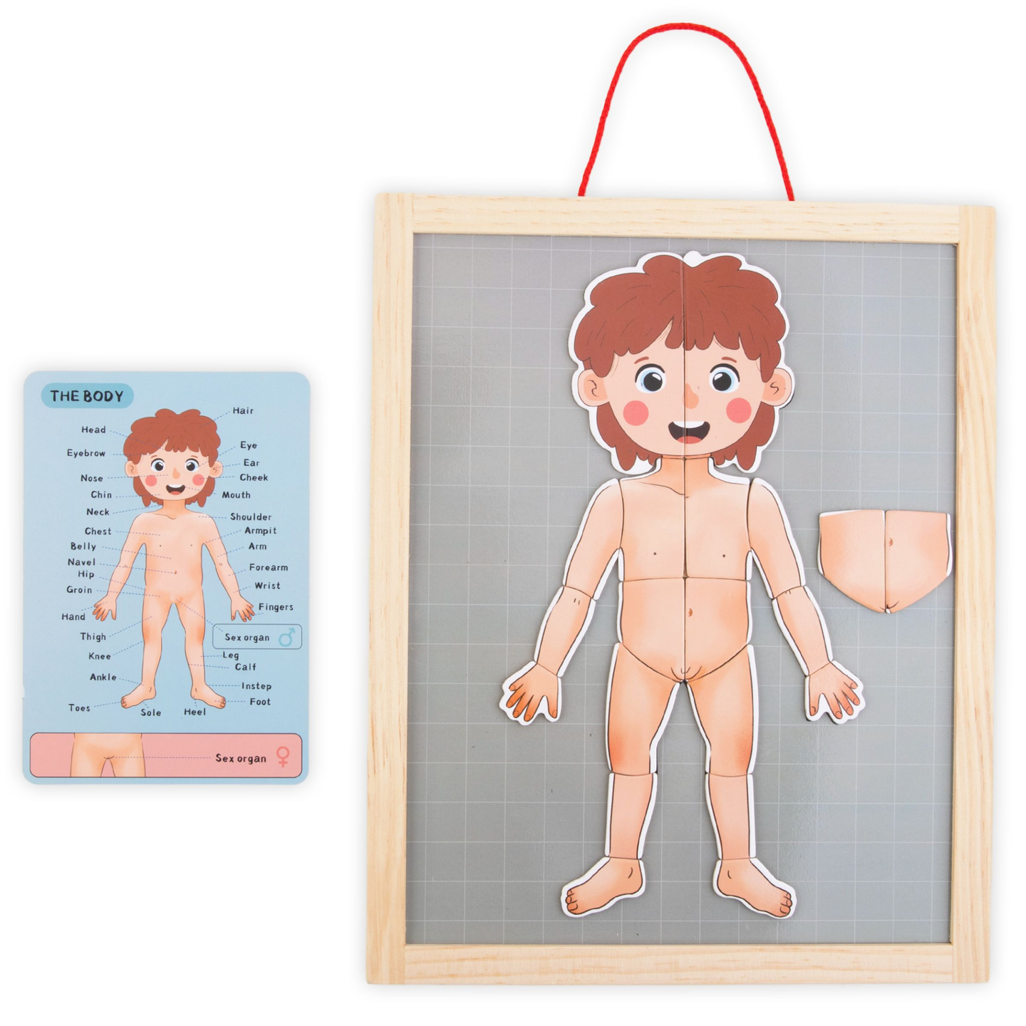 Puzzles magnétiques - Science de l'anatomie - Le corps humain