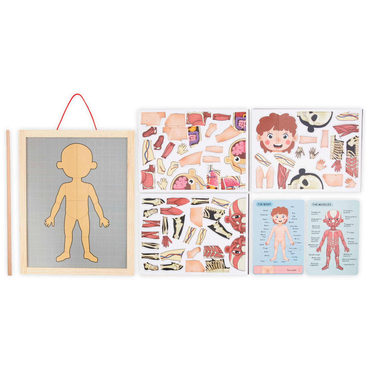 Puzzles magnétiques - Science de l'anatomie - Le corps humain