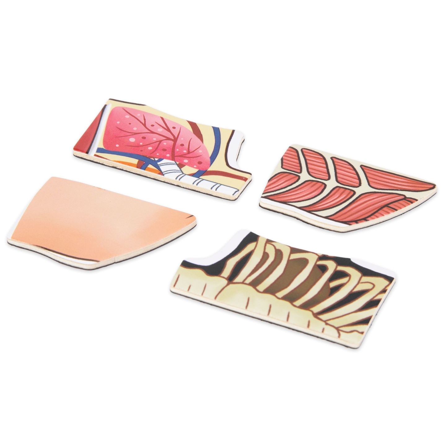 Puzzles magnétiques - Science de l'anatomie - Le corps humain