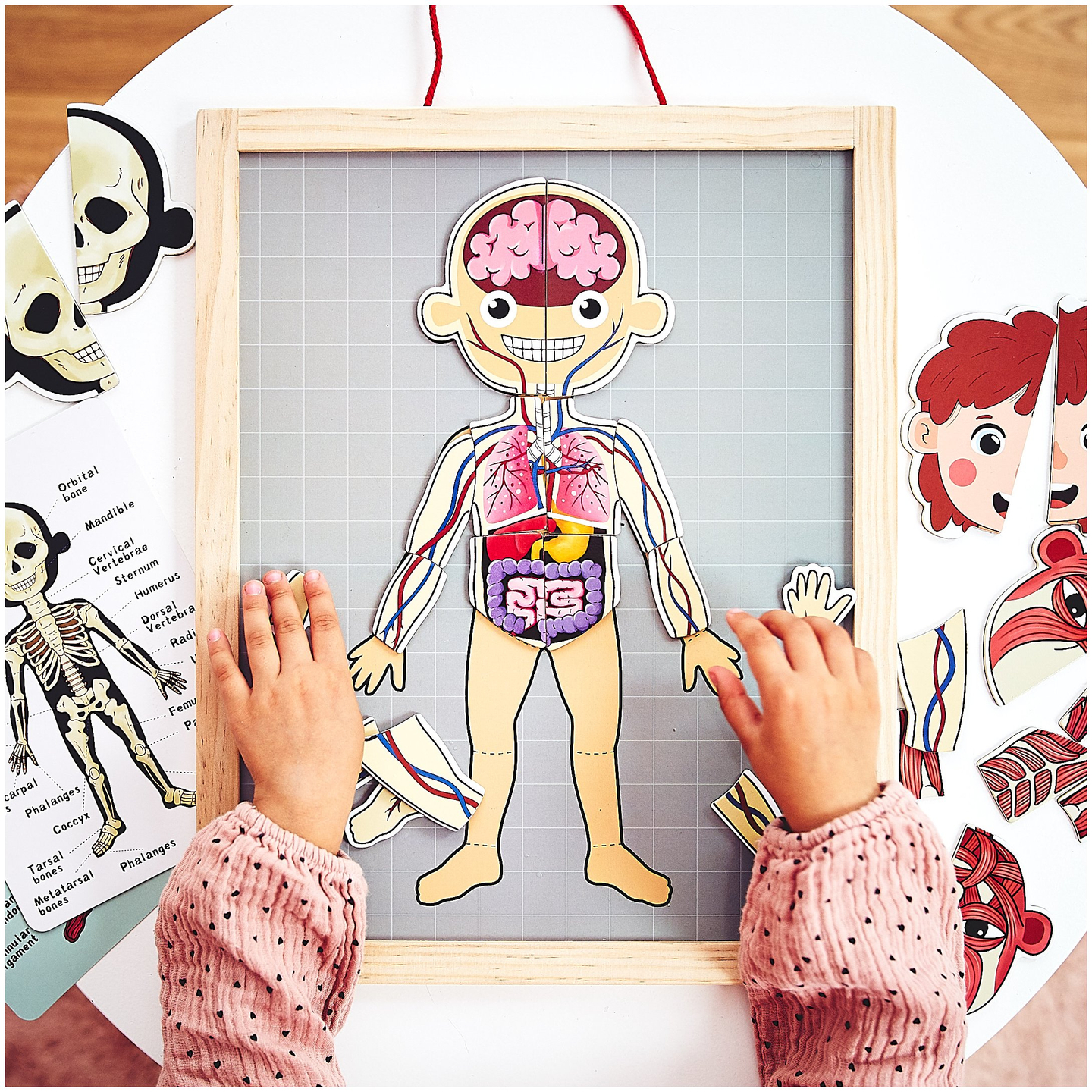Puzzles magnétiques - Science de l'anatomie - Le corps humain
